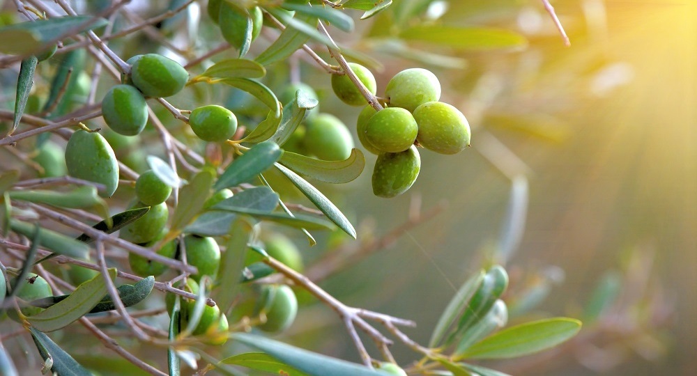 Оливки неоднократно упоминаются в Коране